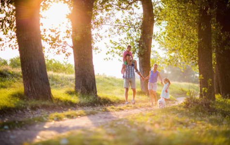 blog-Mutuelle-Just-sante_lumiere_foret_famille_balade