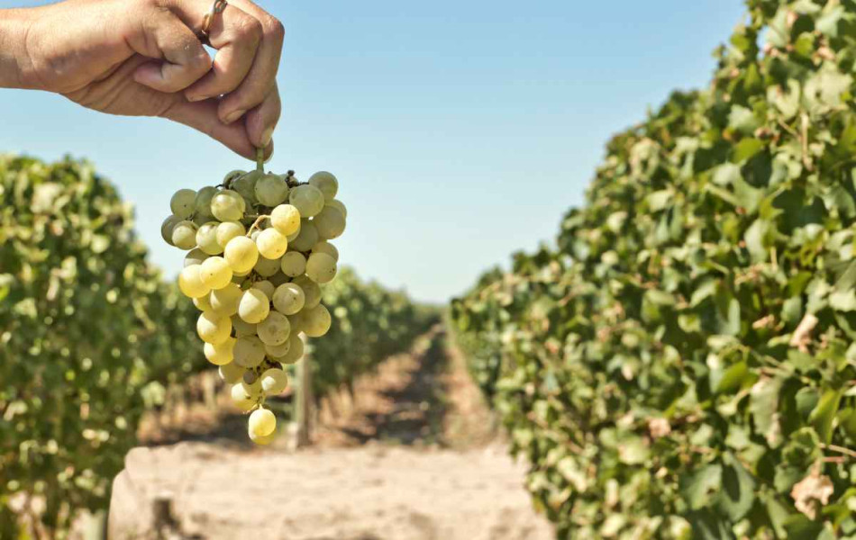 Mutuelle-Just-blog-santé-5-bonnes-raisons-de-manger-du-raisin (2)