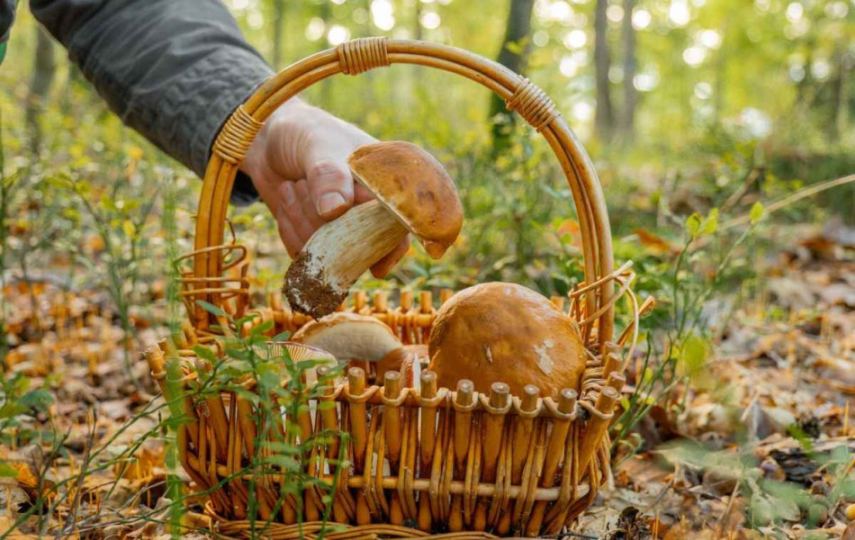 Mutuelle-Just-blog-mutuelle-Cueillette-des-champignons -8-bons-réflexes-pour-éviter-les-intoxications
